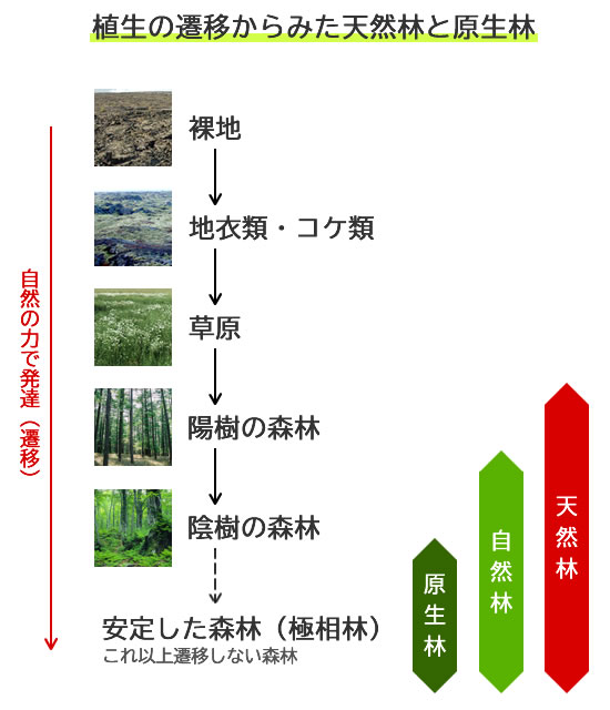 植生の遷移からみた天然林と原生林の図