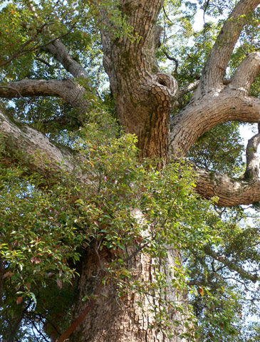 クスノキ 樟 楠 巨樹として日本一