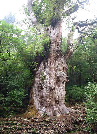杉 スギ 日本一の木
