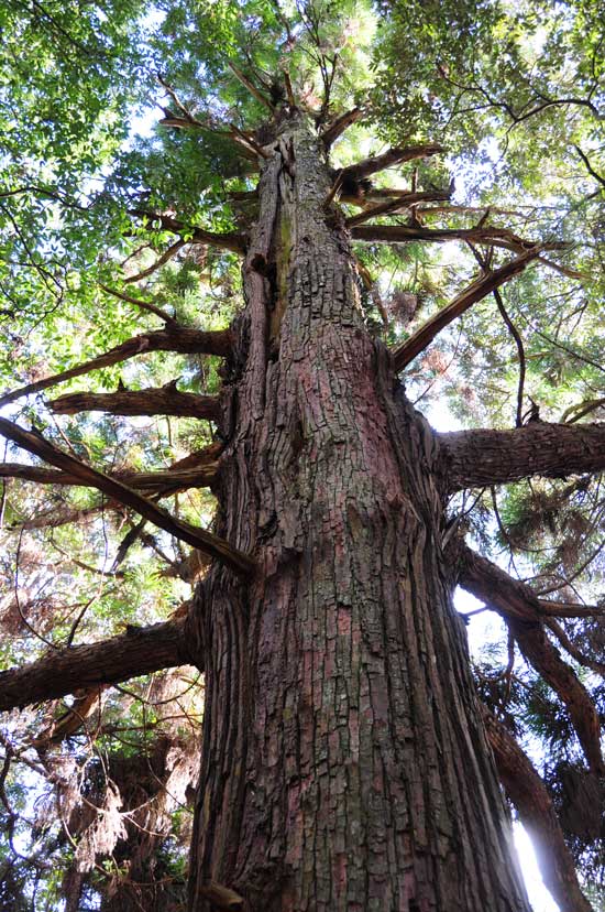 春日山 原始林の杉（奈良県）