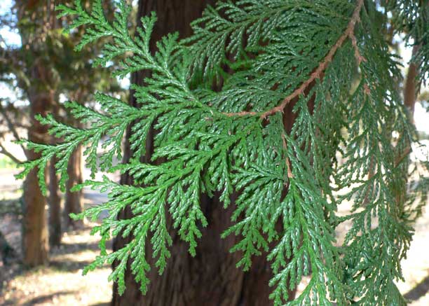 造園植物・樹木の特性データベース/森林林業学習館