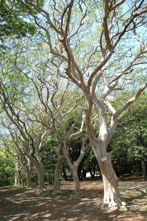 日の木 ヒーリング 浄化 木 樹 誕生日 天然木 世界銘木協会 正規代理店