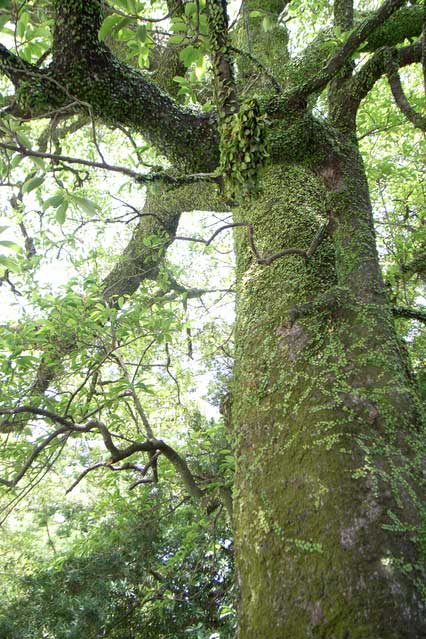 3月の誕生日の木 森林林業学習館